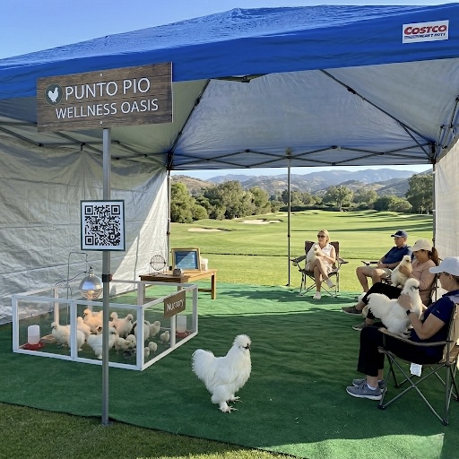 Oasis de Bienestar de punto.pio en un campo de golf, con jugadores interactuando con las gallinas Silkie